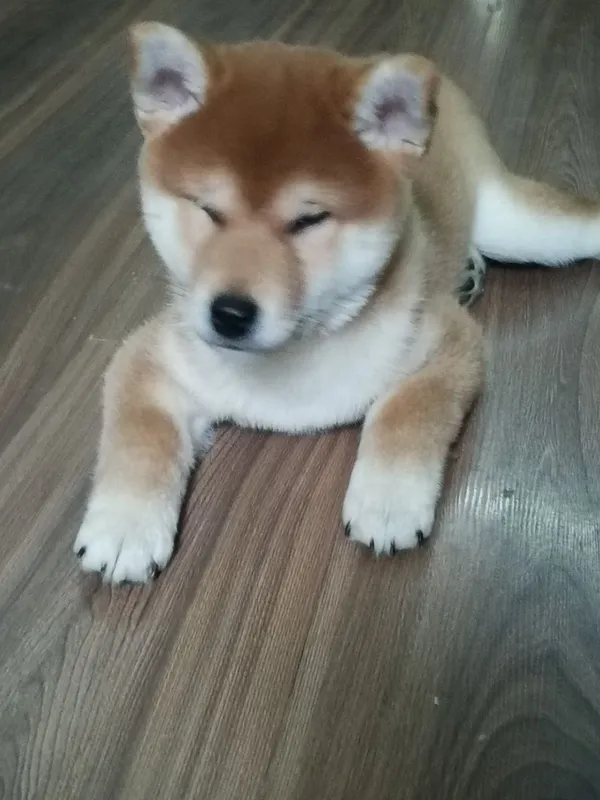 Продаются щенки Сибо-ино "Shiba-ino" — фото 5