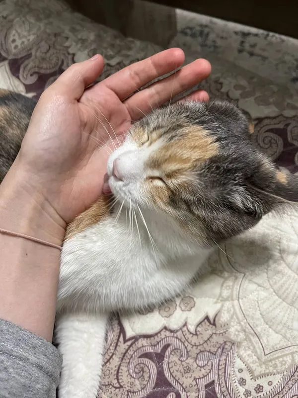 Трехцветная счастливая кошечка. Бесплатно! На участок. Стерелизована — фото 4 Трехцветная счастливая кошечка. Бесплатно! На участок. Стерелизована — фото 4