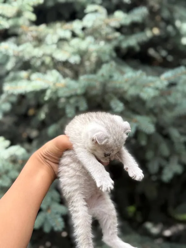 Шиншилла скотиш фолд — фото 2