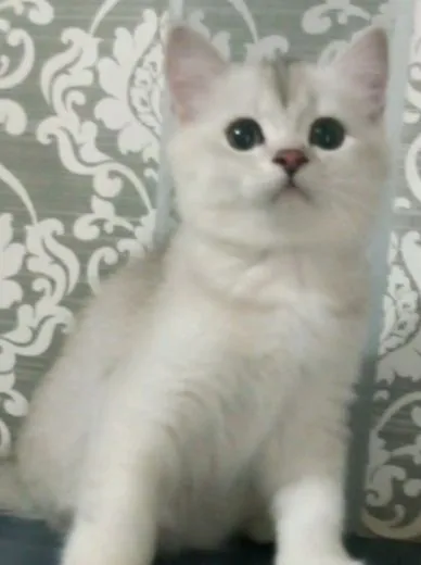 британский котик 1 британский котик 1