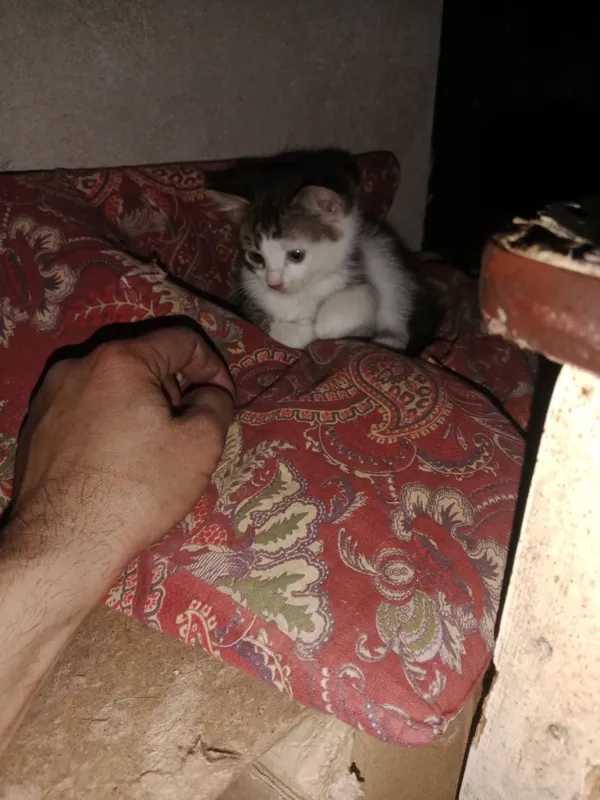 отдам милых котят в хорошие и добрые руки милых... — фото 1