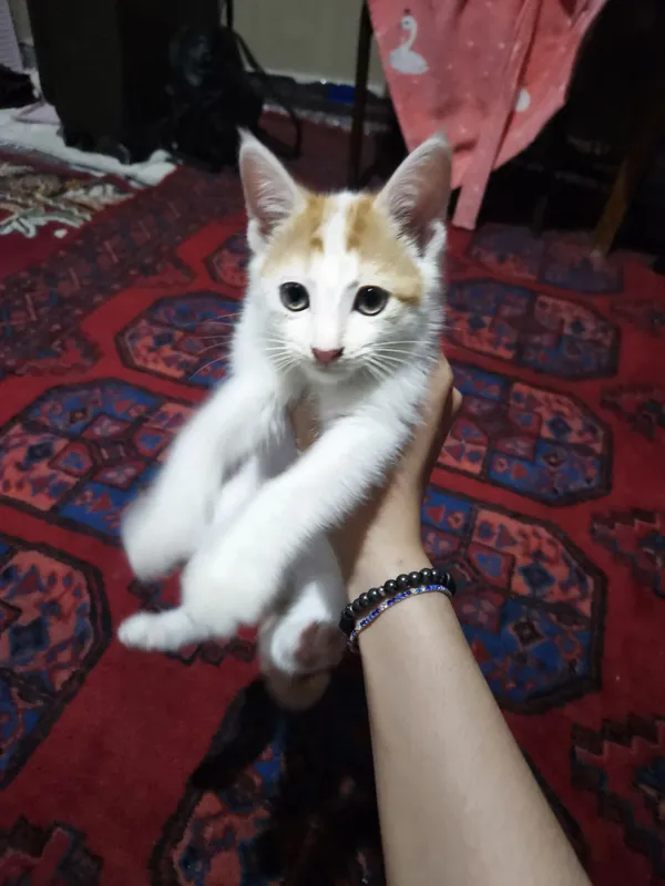 Ширин мушукчалар хадияга 7