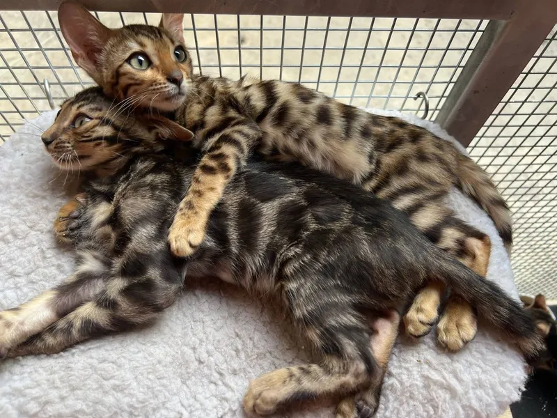 Bengal mushukchalari 2 Bengal mushukchalari 2