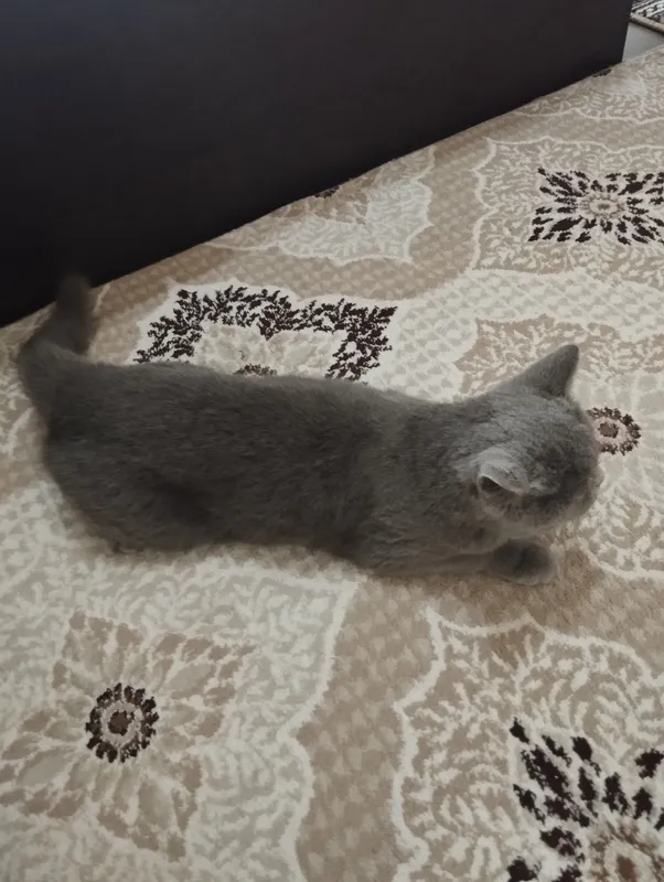 Продаётся British Shorthair 4