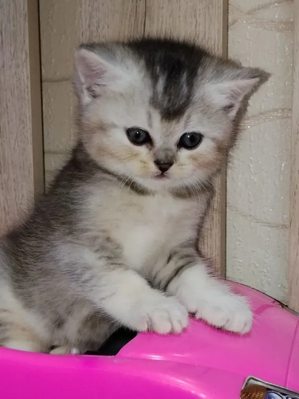 Продаются очаровательные котята — фото 2