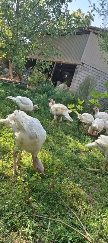 Big 6 kurkalari bor sotiladgon kere bosa tel qilylar kilosi 10 kilo — фото 1