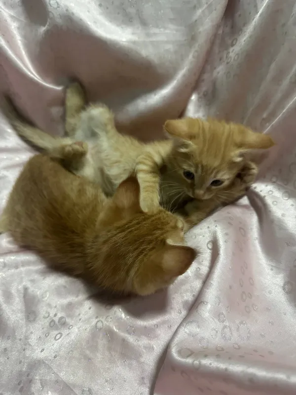 отдадим котят бесплатно!