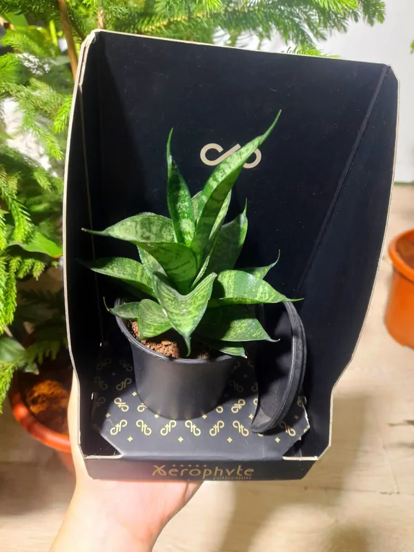 Sansevieriya
(Gollandiya) 1