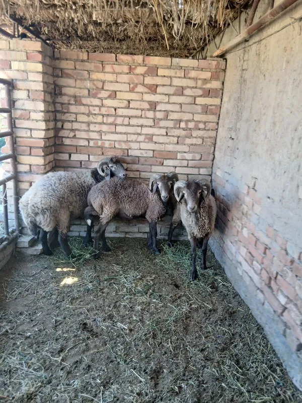 3ta semiz arabi qo'chqorlar sotiladi 2