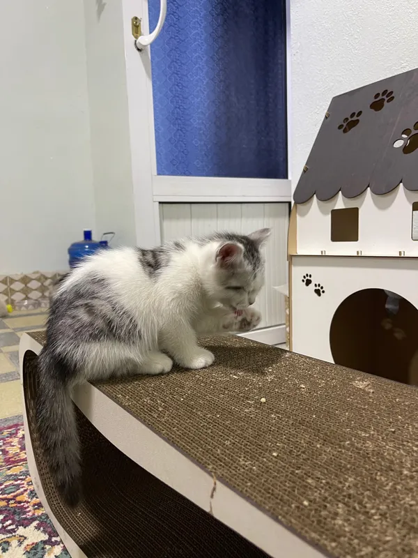 Продается кошечка породы турецкая Ангора — фото 3