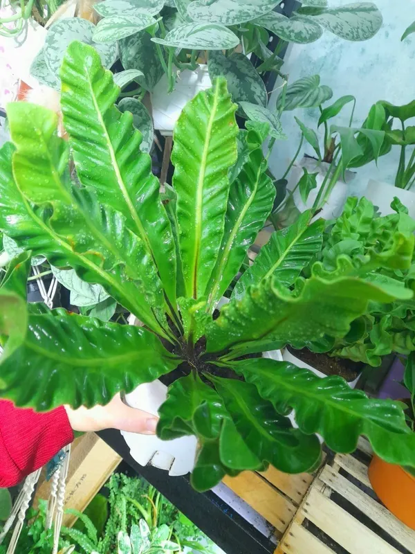 Asplenium Nidus Kobra (Xitoy) 4