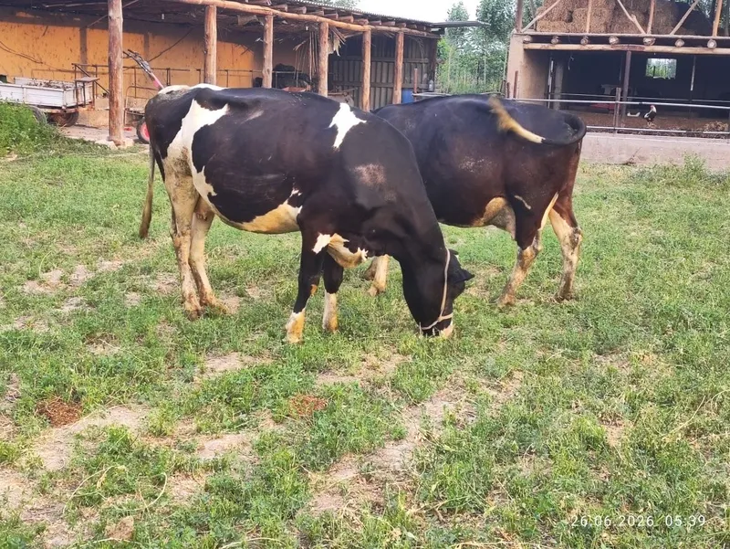 Golshtin qora ola 4 Golshtin qora ola 4