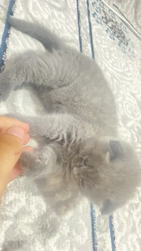 Qiz bola 1 yarim oylik Scottish Fold. narxi 100$. — фото 1