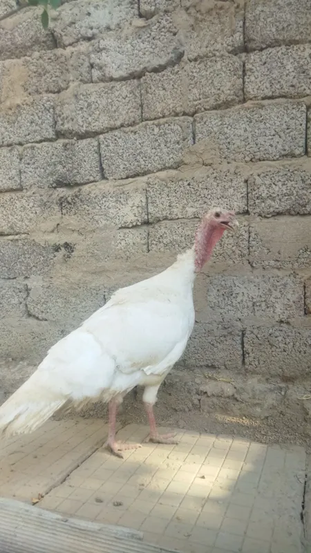 Assalamu aleykum 1 ta kurka va goz bolasi xorozcha sotiladi !!! 3 Assalamu aleykum 1 ta kurka va goz bolasi xorozcha sotiladi !!! 3