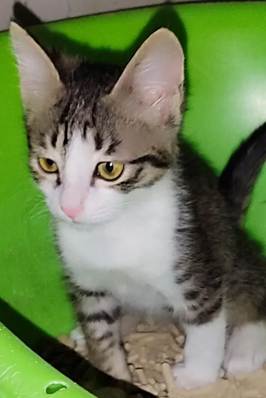 продам котенка мальчика 1