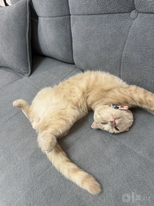 Вислоухий кот для вязки 2 Вислоухий кот для вязки 2