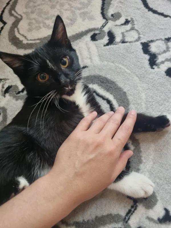 Котёнок отдаётся 4 месячный 3 Котёнок отдаётся 4 месячный 3