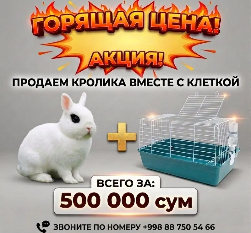 Карликовый кролик СРОЧНО!!!