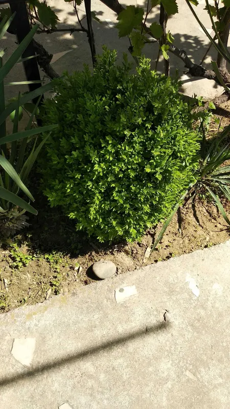Продам растения шамшод — фото 5