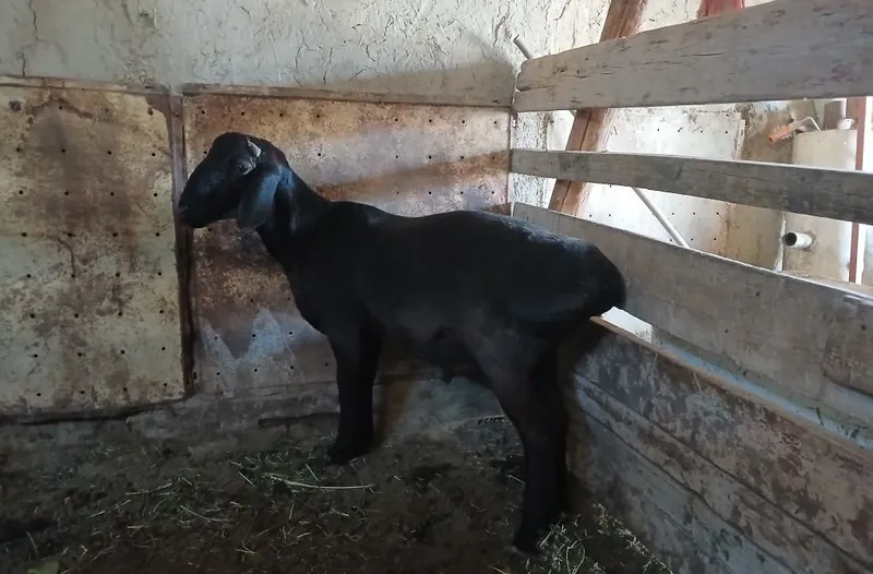 Hisori qoʻchqor barra sotiladi 5 Hisori qoʻchqor barra sotiladi 5
