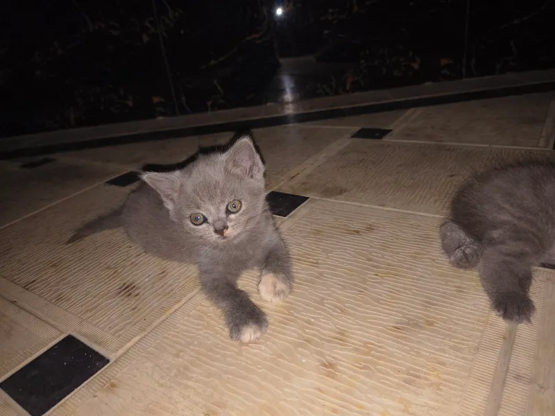 кошка 3