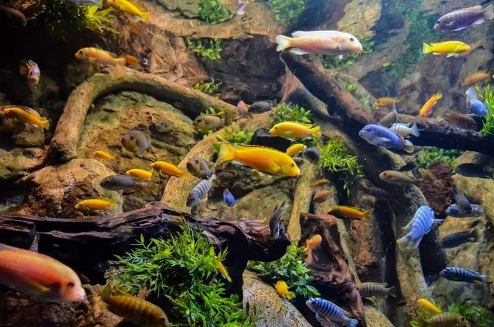 Akvariumlar uchun professional servis | Tozalash | Чистка аквариума — фото 4