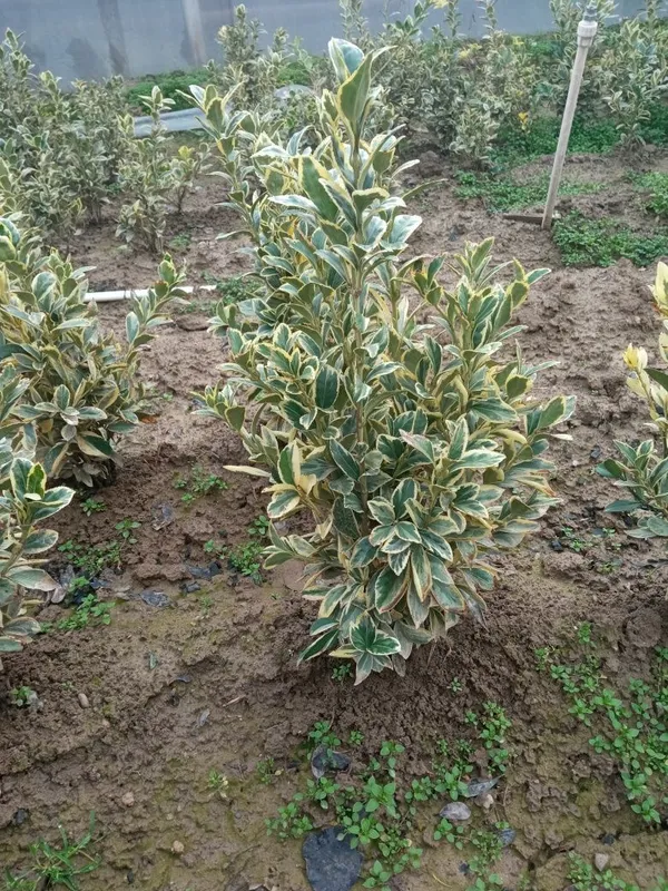 Shamshot,birsiklet kuchatlarni novdasi va kottalari ham bor — фото 6