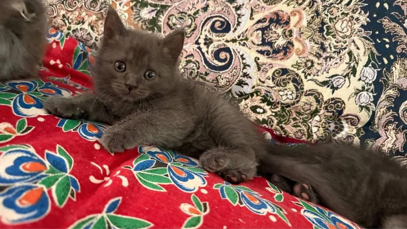 Mushuklarimiz sotuvda British Shorthair 8 Mushuklarimiz sotuvda British Shorthair 8