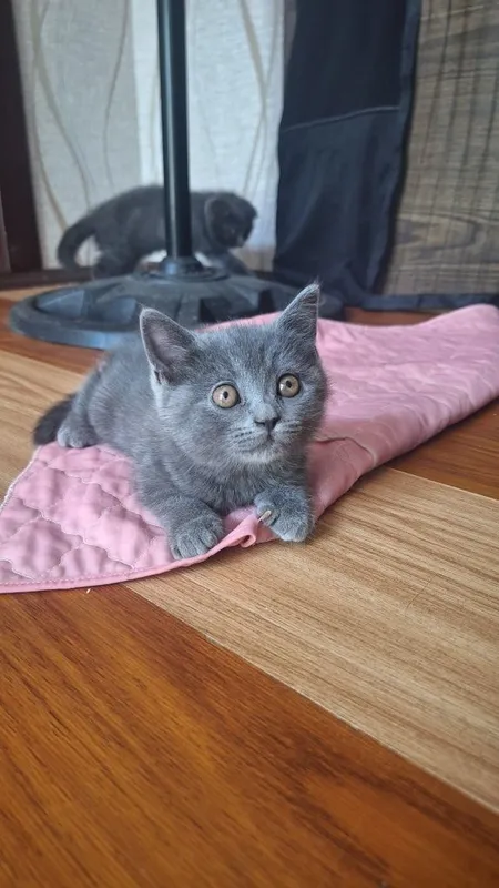 Котята кошка кошечка Mushuk 6