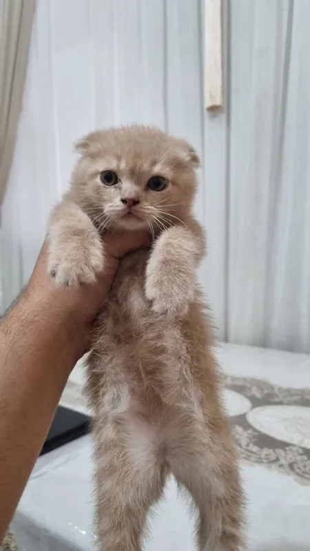 скотиш фолд 2та угил — фото 2