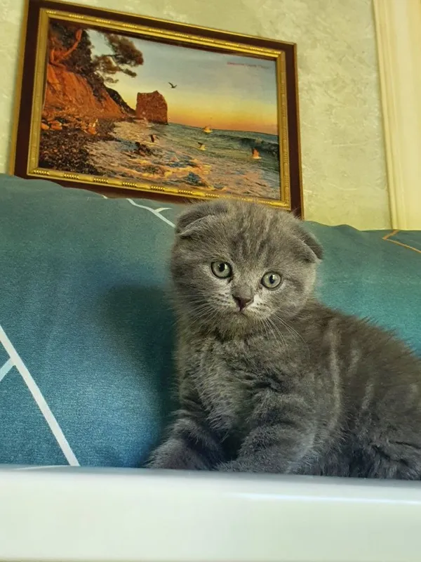 Скотиш фолд; девочка 1