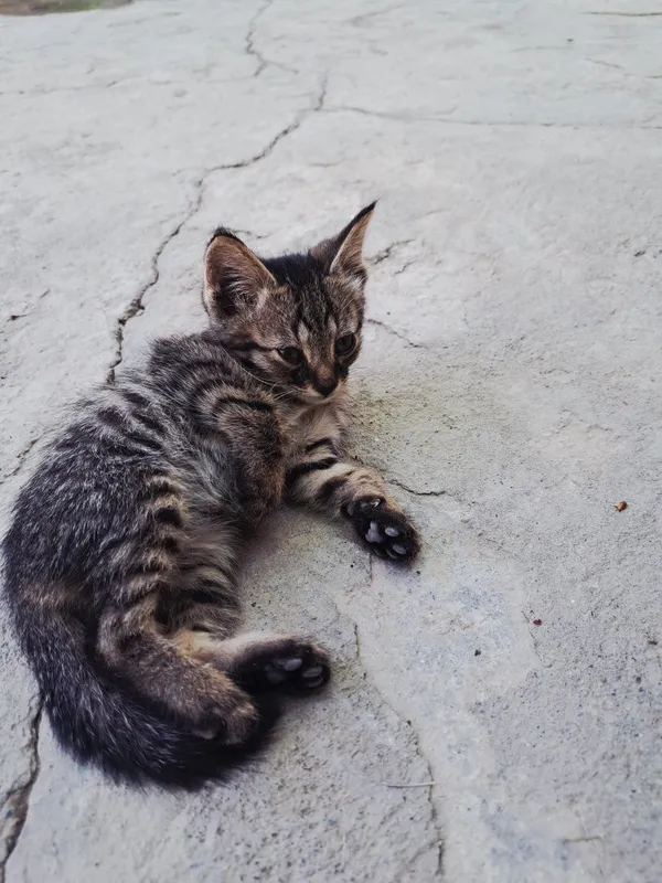 Mushuk. Kimga kerak boʻlsa 6 Mushuk. Kimga kerak boʻlsa 6