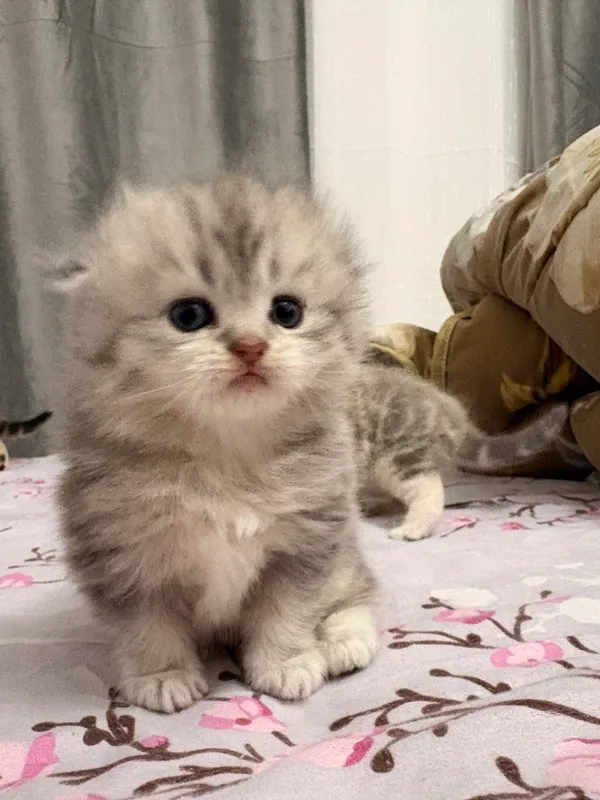 Scottish Fold va Scottish Straight mushukchalari 5
