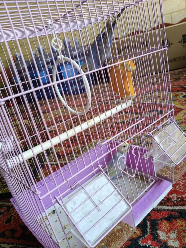 Qafas bilan to‘tiqush 3 Qafas bilan to‘tiqush 3