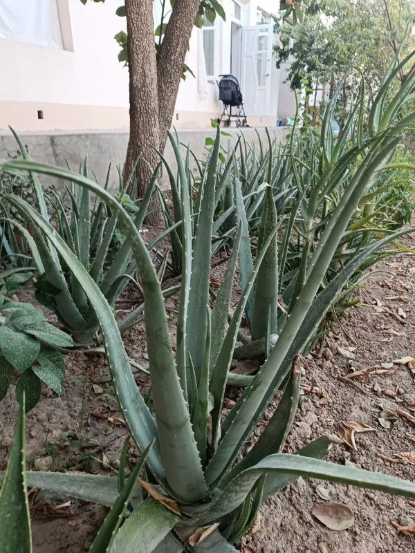 Aloe vera - Алоэ вера 1 Aloe vera - Алоэ вера 1
