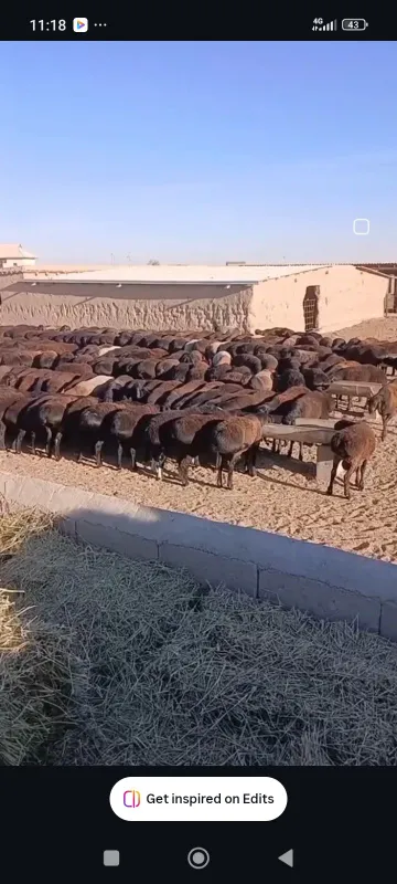 Qoʻylar sotiladi Dexqonchlik 1 Qoʻylar sotiladi Dexqonchlik 1