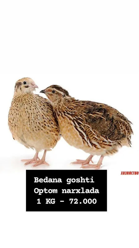 Bedana va bedana joʻjalari. optom narxlada — фото 4