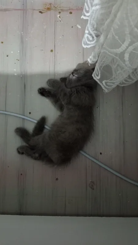 Продаётся котёнок 3-месячный домашний котёнок 2 Продаётся котёнок 3-месячный домашний котёнок 2