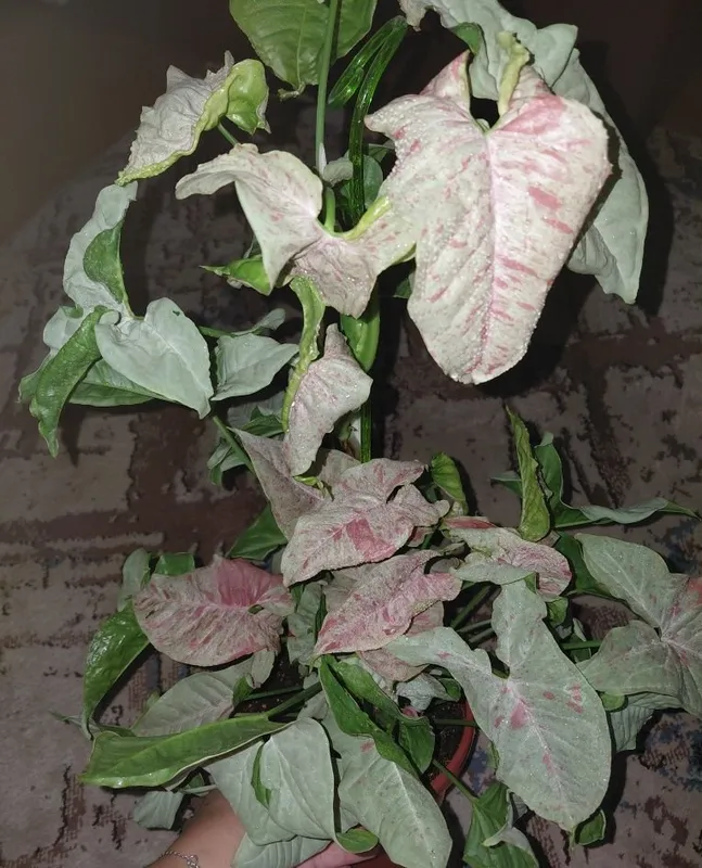 Syngonium Milk Confetti mutatsiyasi 2