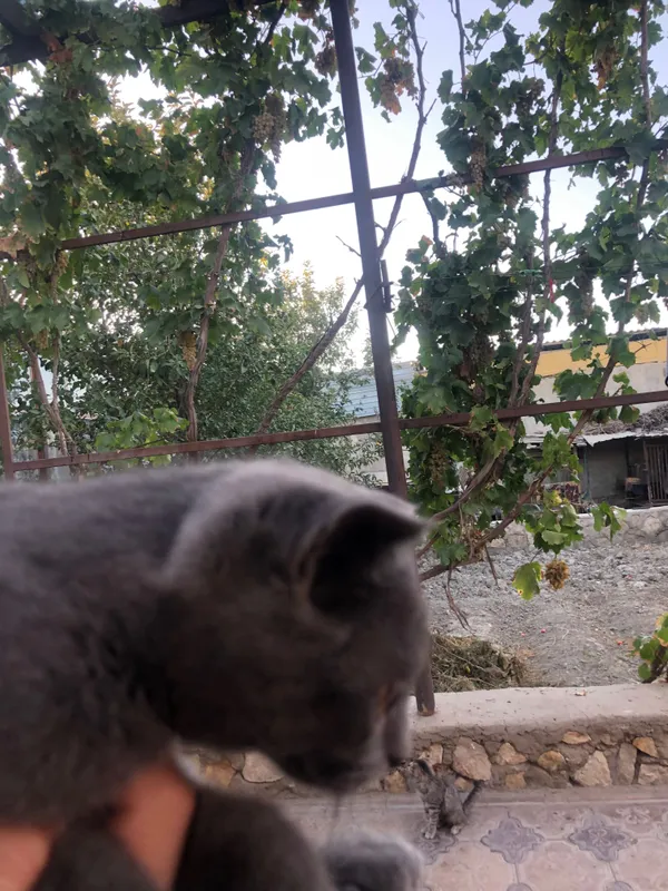 Кот Скоттиш фолд — фото 1