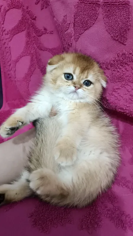 Продаётся чистокровный шотландский котёнок скоттиш-фолд