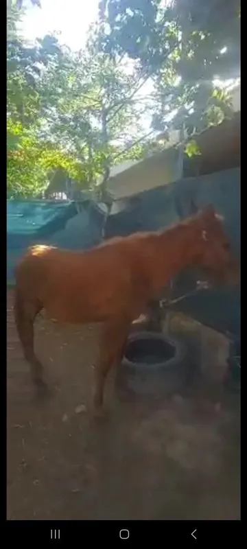 Той ургочи сотилади 1