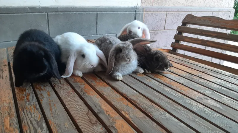 Karlik Baran quyonchalar sotiladi