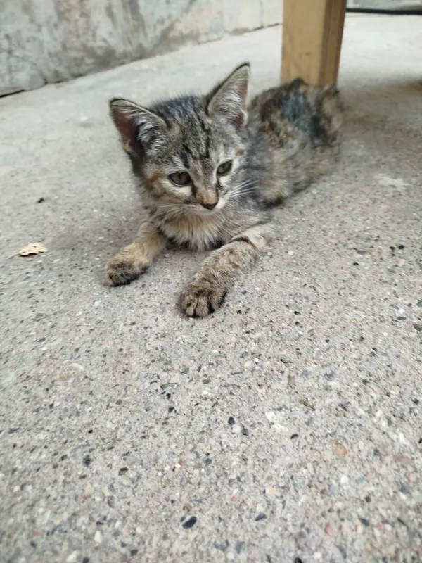 котёник продаётся девочка 3 мец