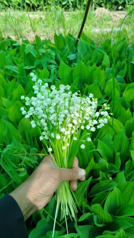 Hidli konvaliya gullari 6000 soʻm 1