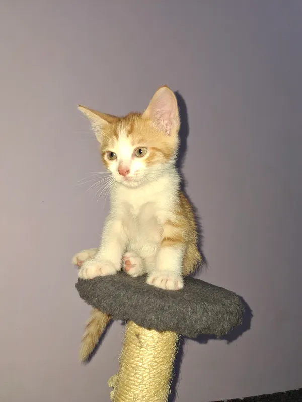 котята 1 котята 1