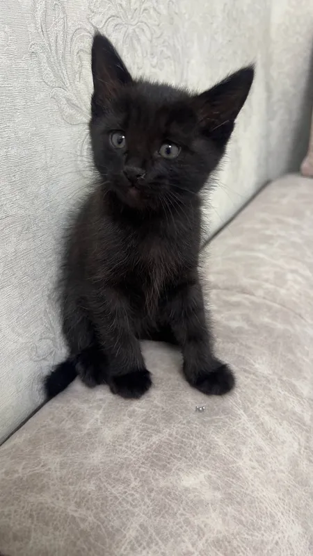 Котята в подарок 2 Котята в подарок 2