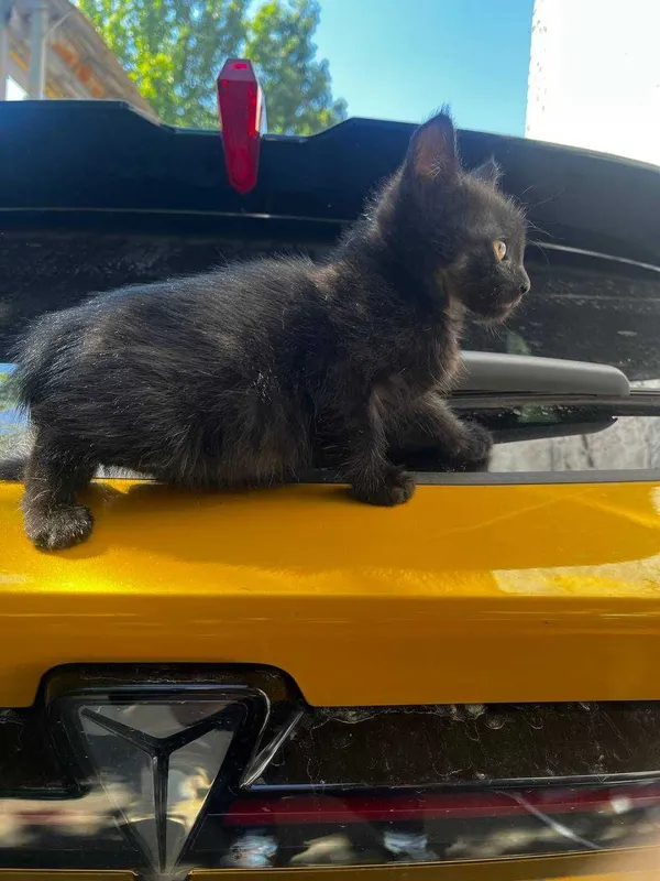 4 котенка в добрые руки — фото 2