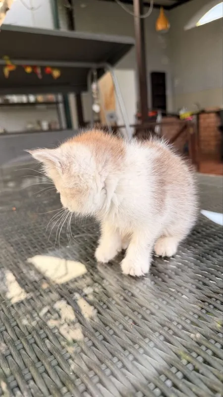Котята от британской и шотландской вислоухой — фото 6