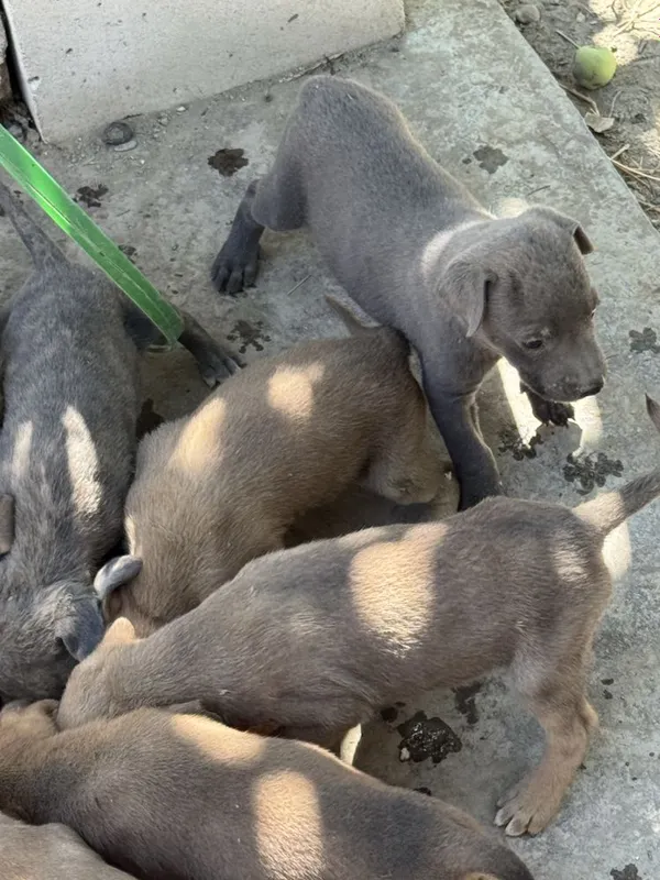 Pit bul bachalari onasi bilan sotiladi aqili 1